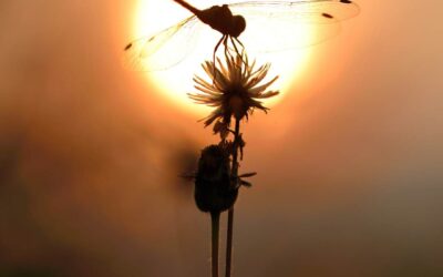 ? La Libellule : Symbole de Métamorphose et de Renouveau Intérieur