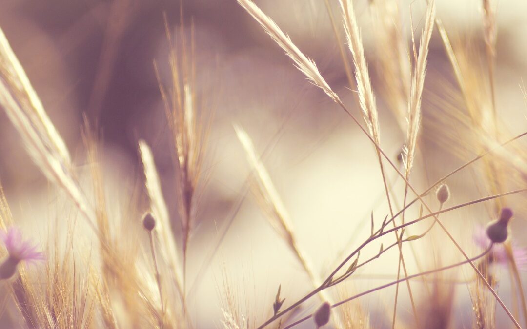 𝐑𝐞́𝐟𝐥𝐞́𝐜𝐡𝐢𝐫, 𝐬’𝐢𝐧𝐟𝐨𝐫𝐦𝐞𝐫, 𝐞𝐱𝐩𝐥𝐨𝐫𝐞𝐫 : 𝐥’𝐚𝐫𝐭 𝐝𝐞 𝐜𝐚𝐥𝐦𝐞𝐫 𝐬𝐨𝐧 𝐬𝐭𝐫𝐞𝐬𝐬 𝐞𝐧 𝐜𝐡𝐞𝐫𝐜𝐡𝐚𝐧𝐭 𝐝𝐞𝐬 𝐬𝐨𝐥𝐮𝐭𝐢𝐨𝐧𝐬