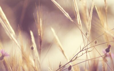 𝐑𝐞́𝐟𝐥𝐞́𝐜𝐡𝐢𝐫, 𝐬’𝐢𝐧𝐟𝐨𝐫𝐦𝐞𝐫, 𝐞𝐱𝐩𝐥𝐨𝐫𝐞𝐫 : 𝐥’𝐚𝐫𝐭 𝐝𝐞 𝐜𝐚𝐥𝐦𝐞𝐫 𝐬𝐨𝐧 𝐬𝐭𝐫𝐞𝐬𝐬 𝐞𝐧 𝐜𝐡𝐞𝐫𝐜𝐡𝐚𝐧𝐭 𝐝𝐞𝐬 𝐬𝐨𝐥𝐮𝐭𝐢𝐨𝐧𝐬