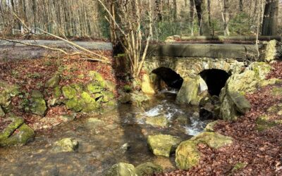 Balade énergétique 1er chakra